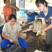 sbucciando platano al Mulatos