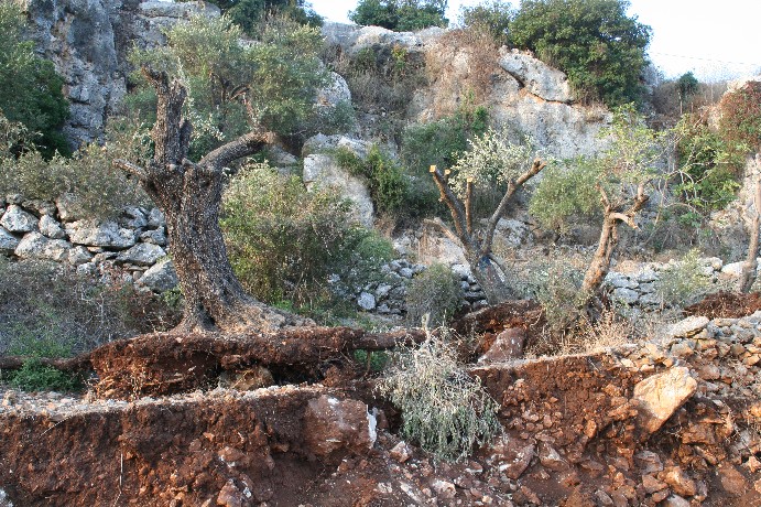 Taglio_ulivi_Ramallah_Area_ago_2006_(50)