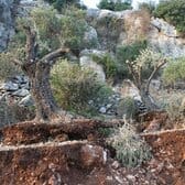 Taglio_ulivi_Ramallah_Area_ago_2006_(50)