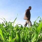 07_03_07_grano_mangiato_dai_cavalli_dei_coloni