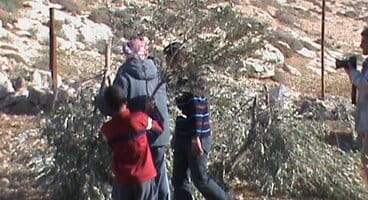 Olive trees destroyed by Israeli settlers
