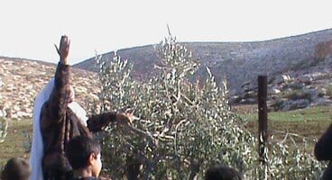 Olive trees destroyed by Israeli settlers