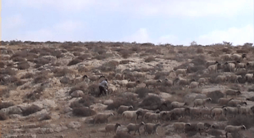 Israeli settlers steal a sheep
