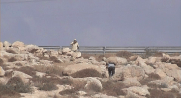 Israeli settlers steal a sheep