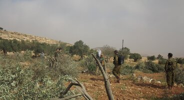 2012-05-13 Nineteen olive trees cutted during the night nearby At-Tuwani