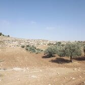 olive trees cut in the Palestinian valley