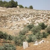 Olive trees cut in Humra valley, near the outpost