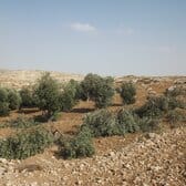 Olive trees cut in Humra valley