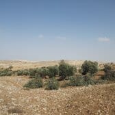 Olive trees cut in Humra valley