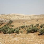 Olive trees cut in Humra valley
